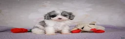 Cavapoo dogs for sale: Ruby - Ad 2
