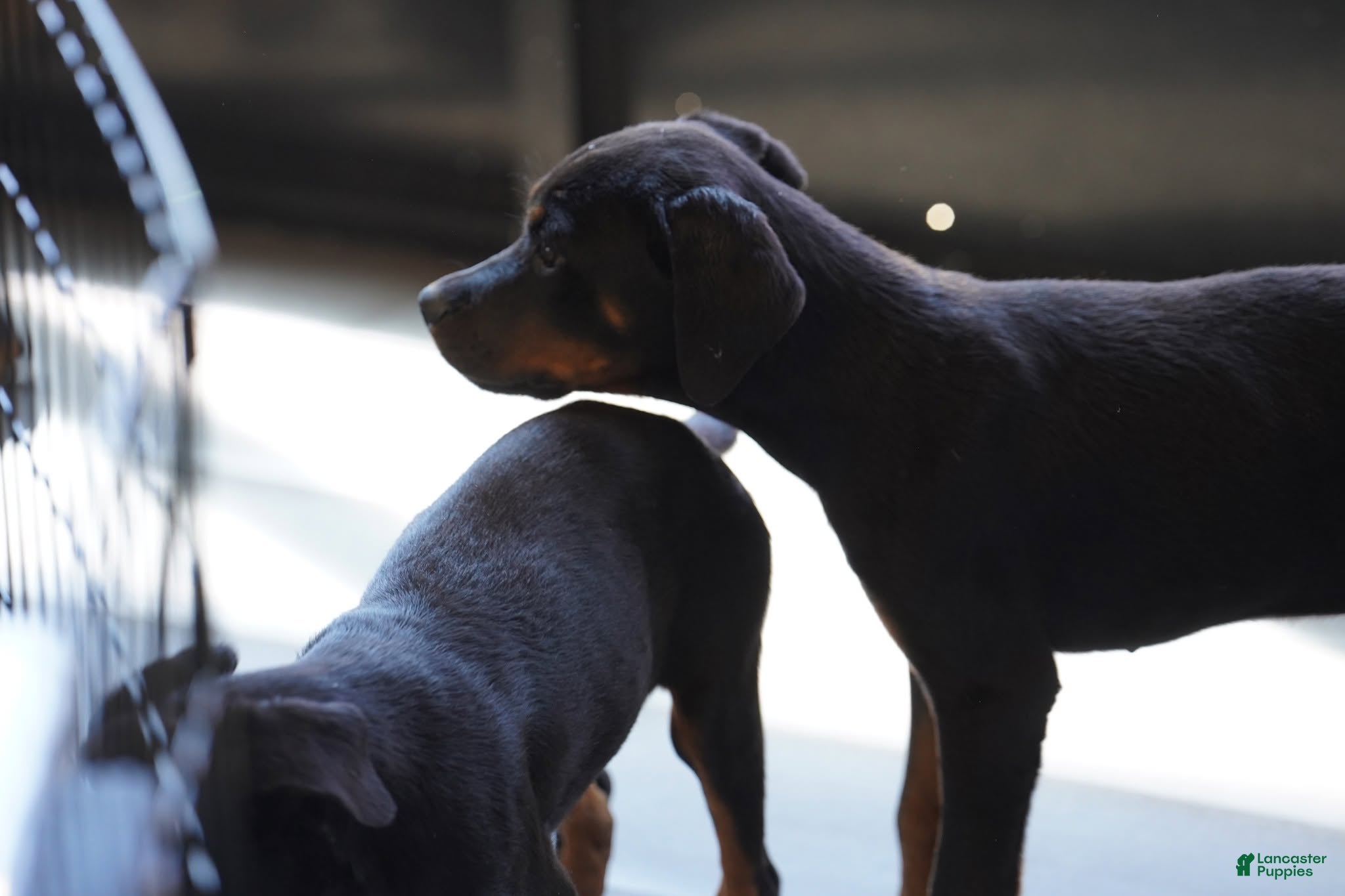 Rottweiler dogs for sale: Light Blue Collar - Ad 1