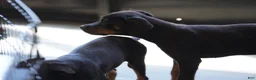 Rottweiler dogs for sale: Light Blue Collar - Ad 1