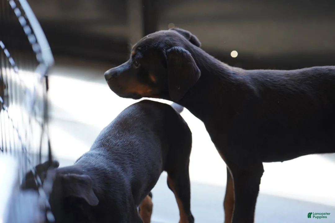 Rottweiler dogs for sale: Light Blue Collar - Ad 1