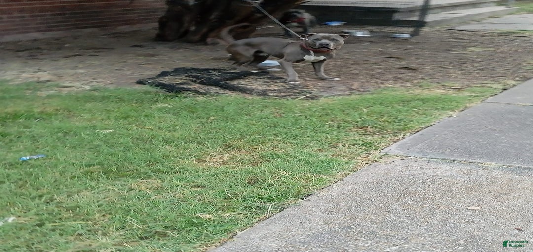 Gallery Image {{count}}