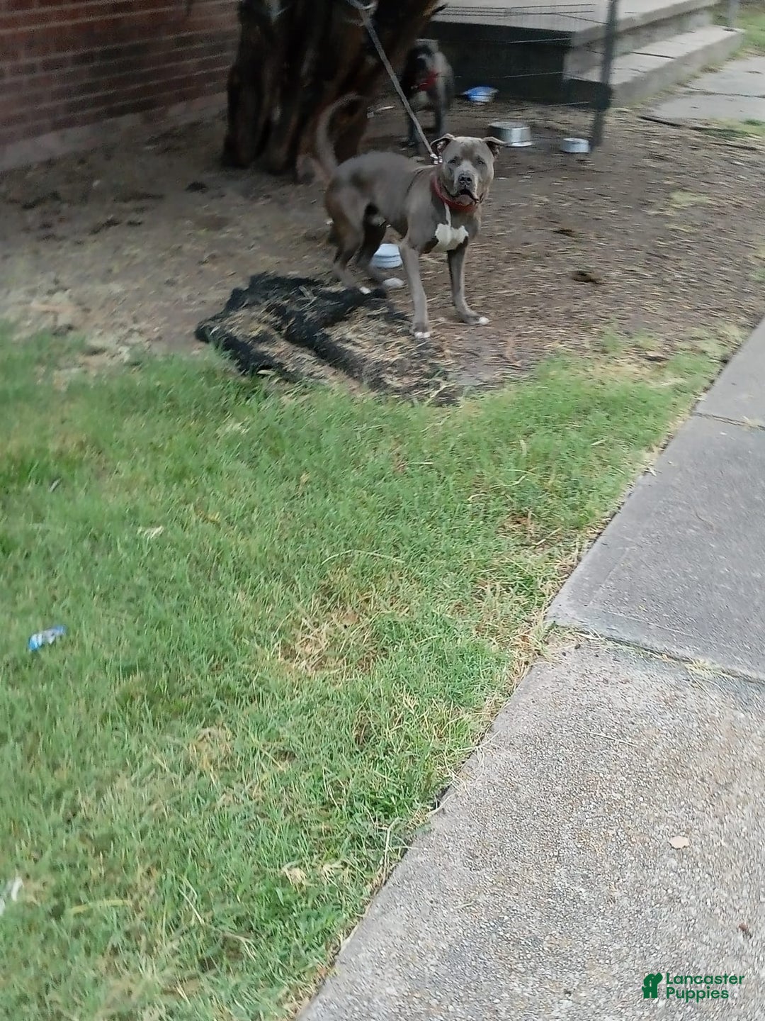 Gallery Image {{count}}