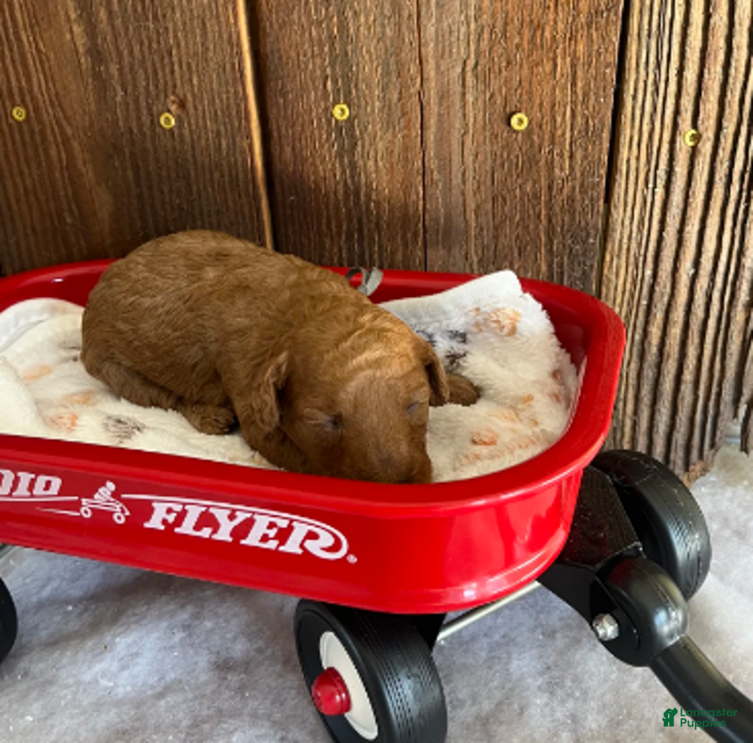 Mini Goldendoodle dogs for sale: Bagel - Ad 5