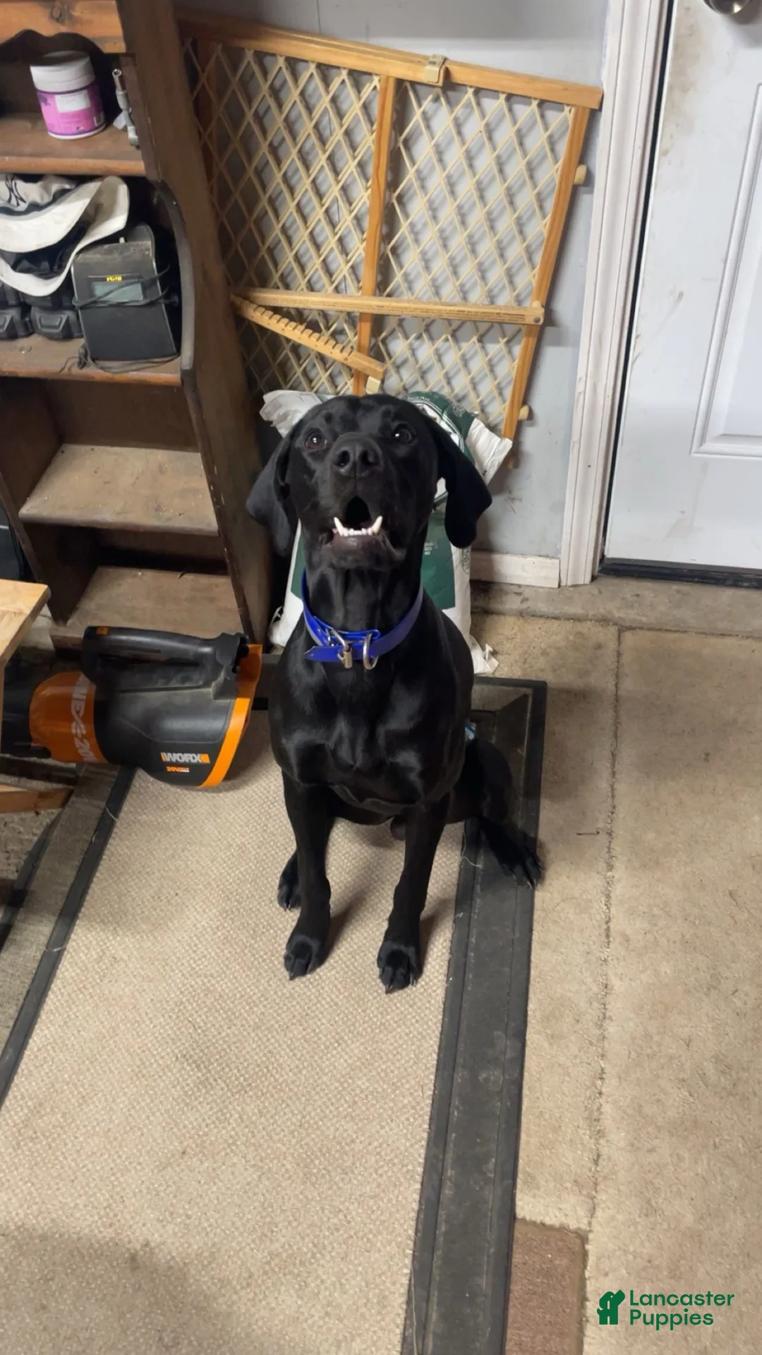German Shorthaired Pointer dogs for sale: German Shorthaired Pointer female liver 3 - Ad 9