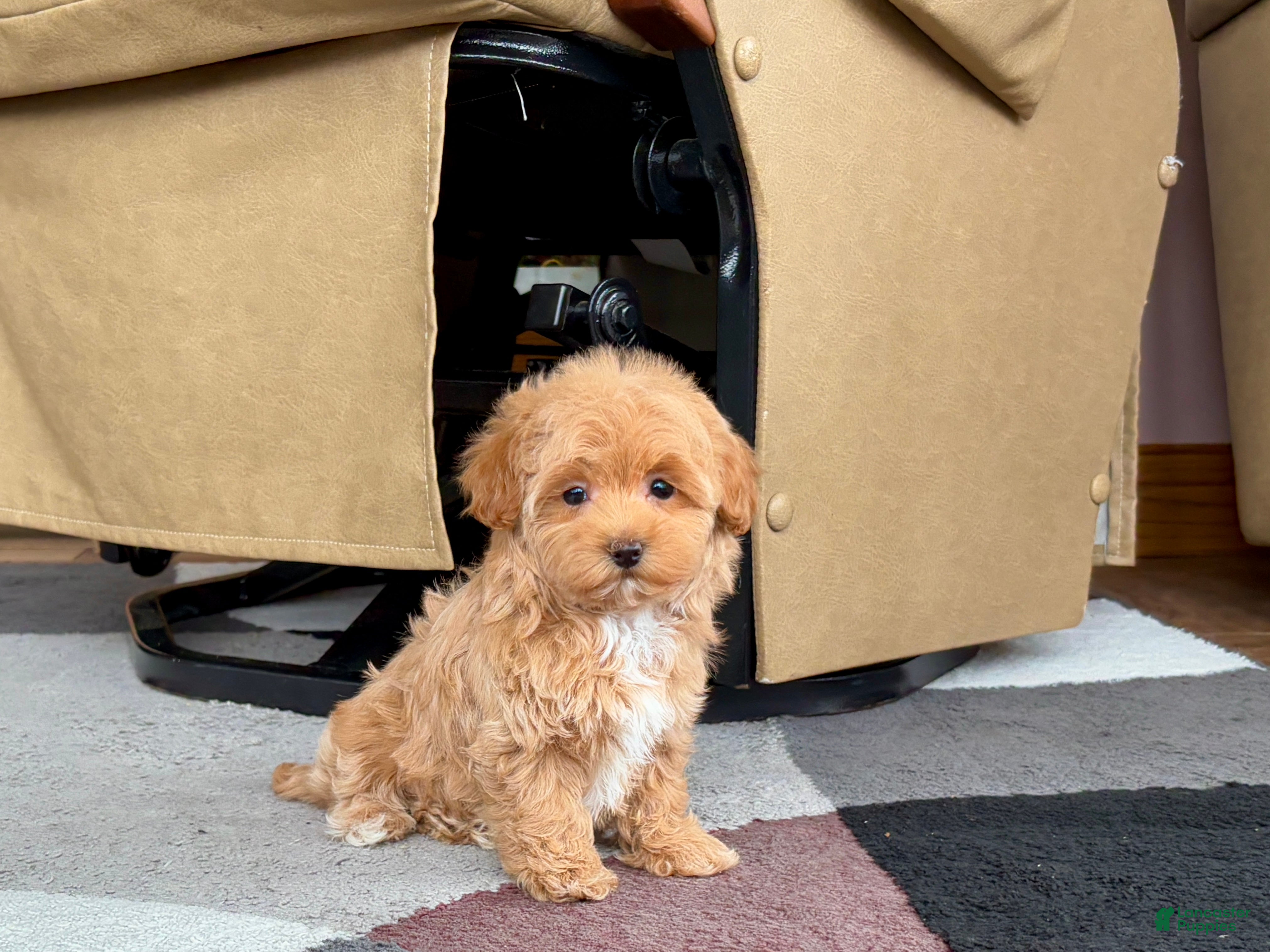 Havapoo dogs Havapoo Puppy 3 - Ad 40