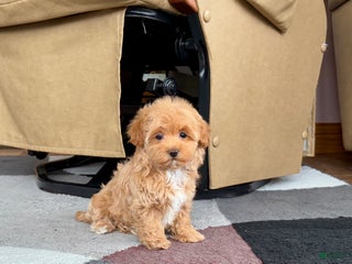 Havapoo dogs Havapoo Puppy 3 - Ad 40