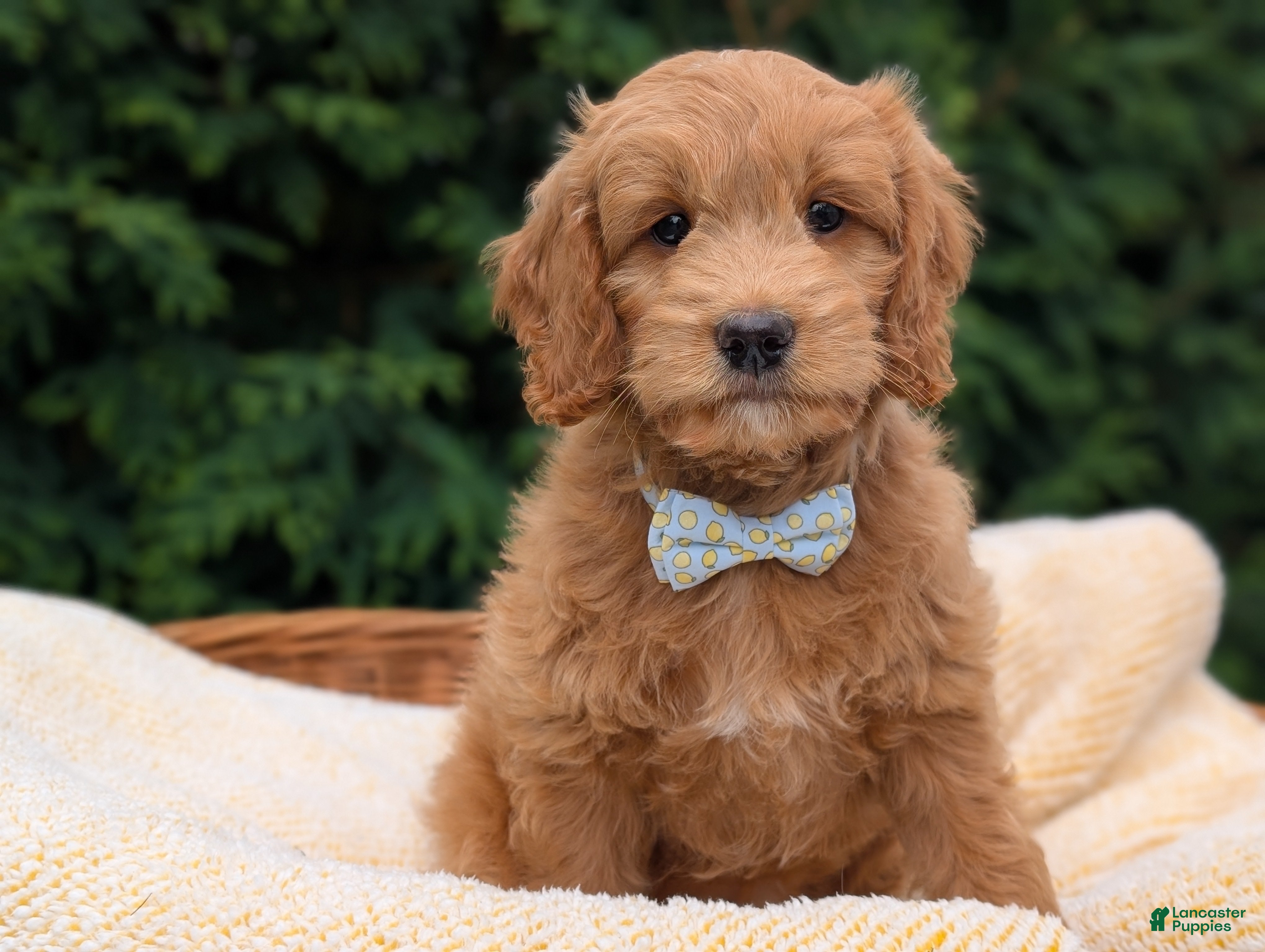 Mini Goldendoodle dogs Brody - Ad 1