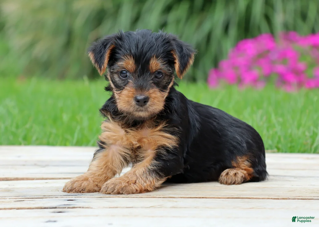 Yorkshire Terrier dogs for sale: Zoe - Ad 1