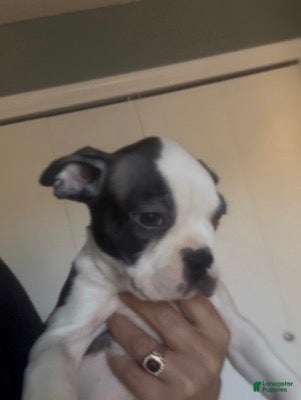 Frenchton dogs Little B - Ad 3