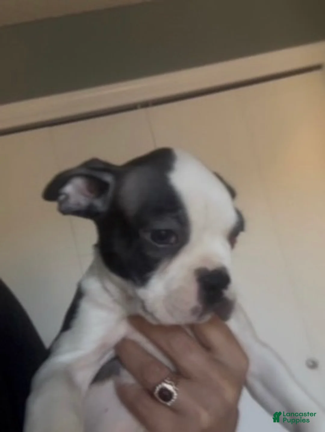 Frenchton dogs for sale: Little B - Ad 1