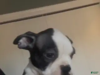 Frenchton dogs Little B - Ad 3