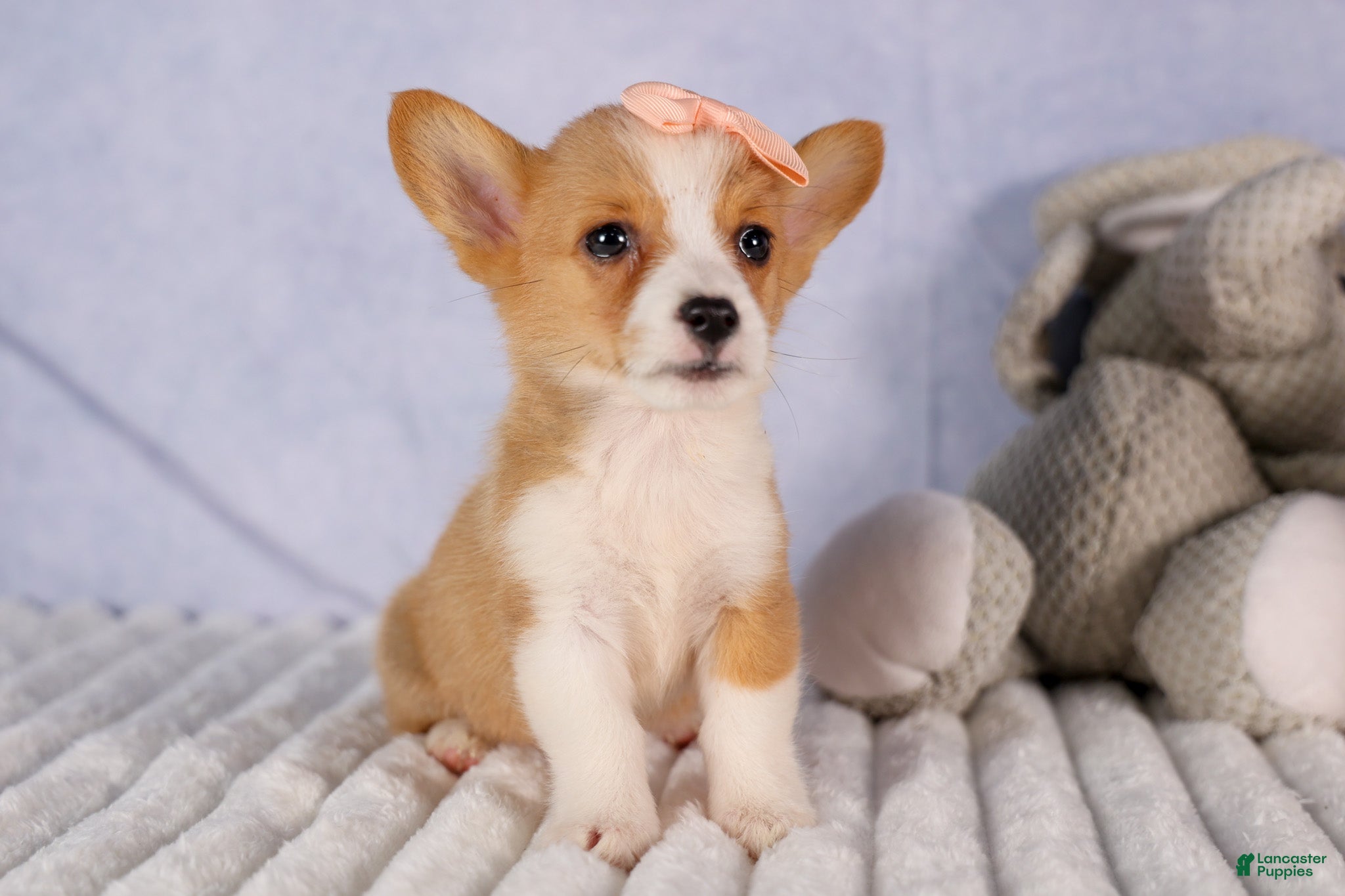 Welsh Corgi Pembroke dogs Carrie  - Ad 2