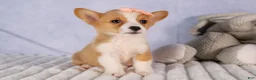 Welsh Corgi Pembroke dogs for sale: Carrie  - Ad 2