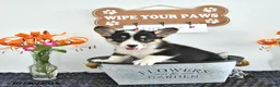 Welsh Corgi Pembroke dogs for sale: Rosey - Ad 2