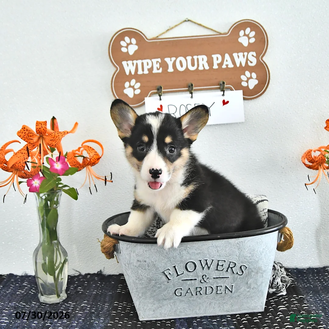 Welsh Corgi Pembroke dogs for sale: Rosey - Ad 2