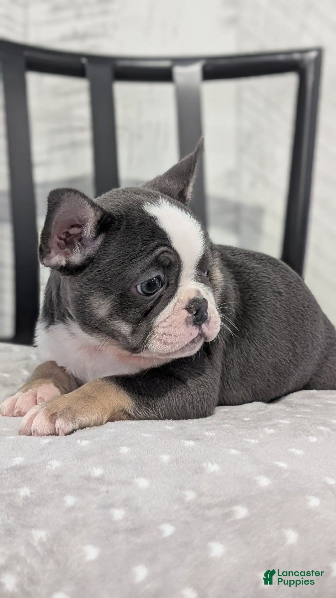 French Bulldog dogs for sale: Xena - Ad 10
