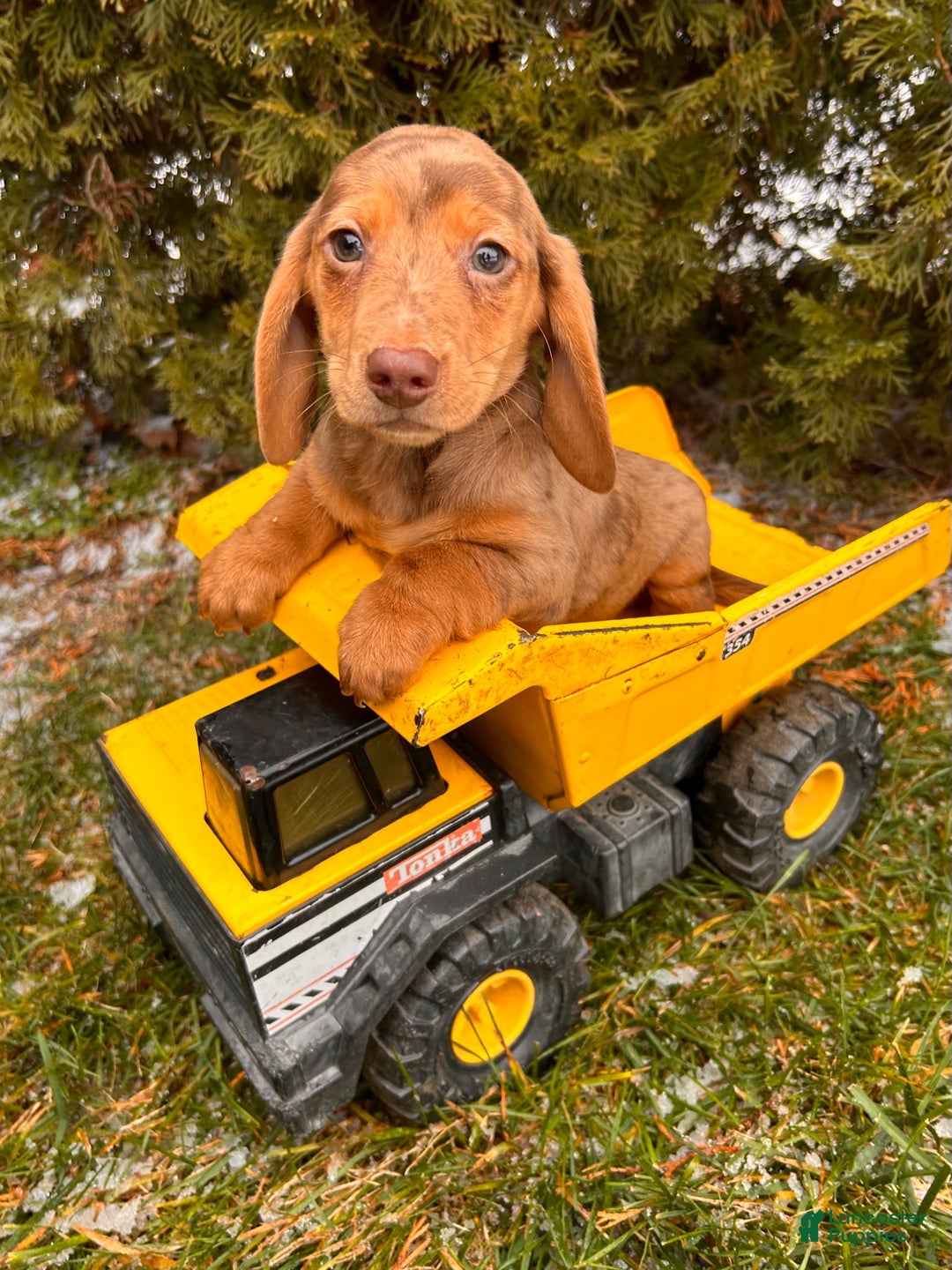 Miniature Dachshund dogs for sale: Harvey - Ad 5