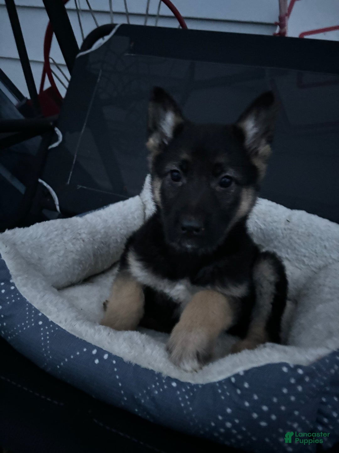 German Shepherd dogs for sale: Bonnie - Ad 1