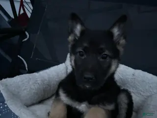 German Shepherd dogs Bonnie - Ad 12