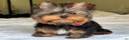 Yorkshire Terrier dogs for sale: Cody - Ad 7