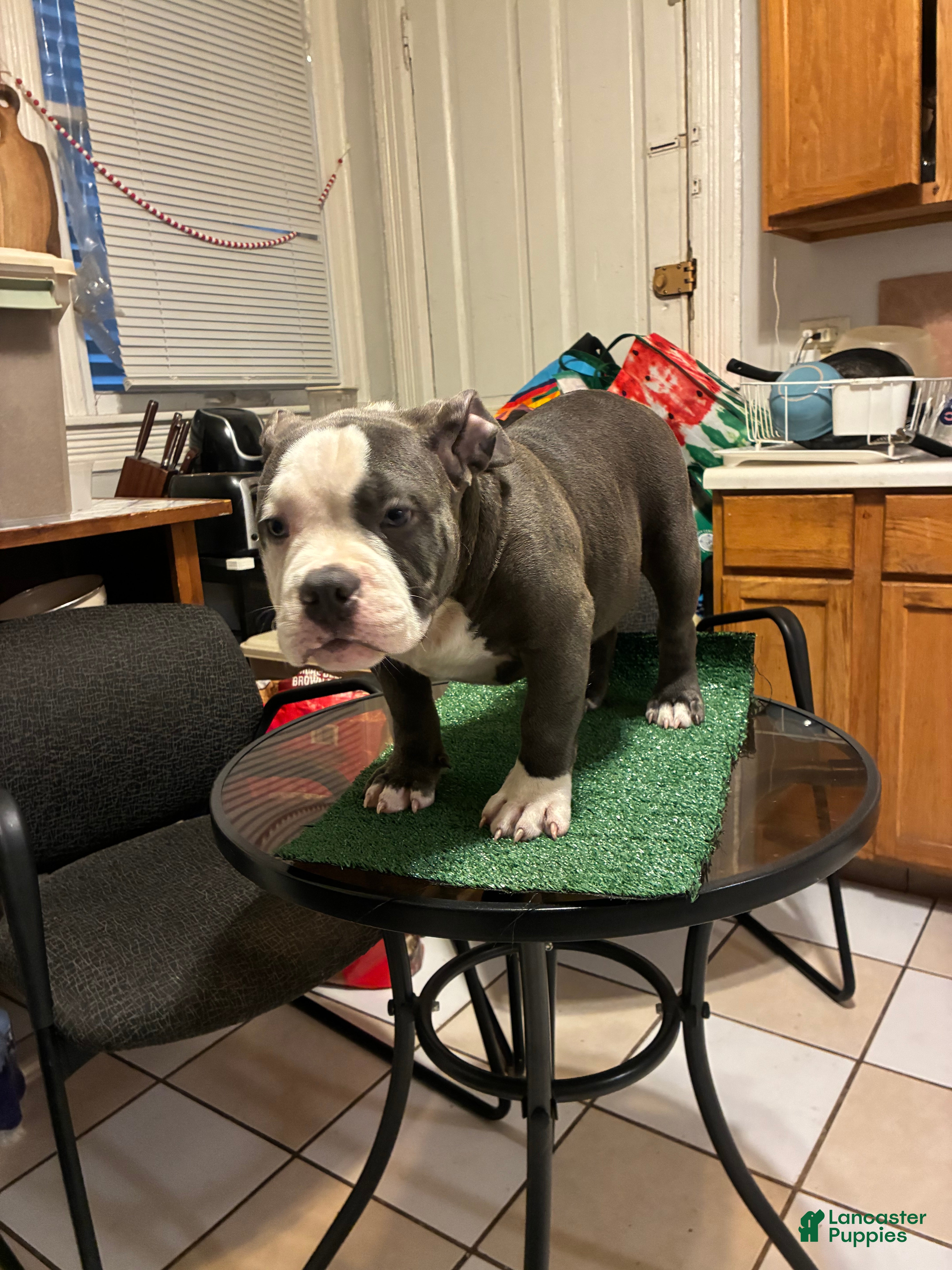 American Bully dogs American Bully 1 - Ad 32
