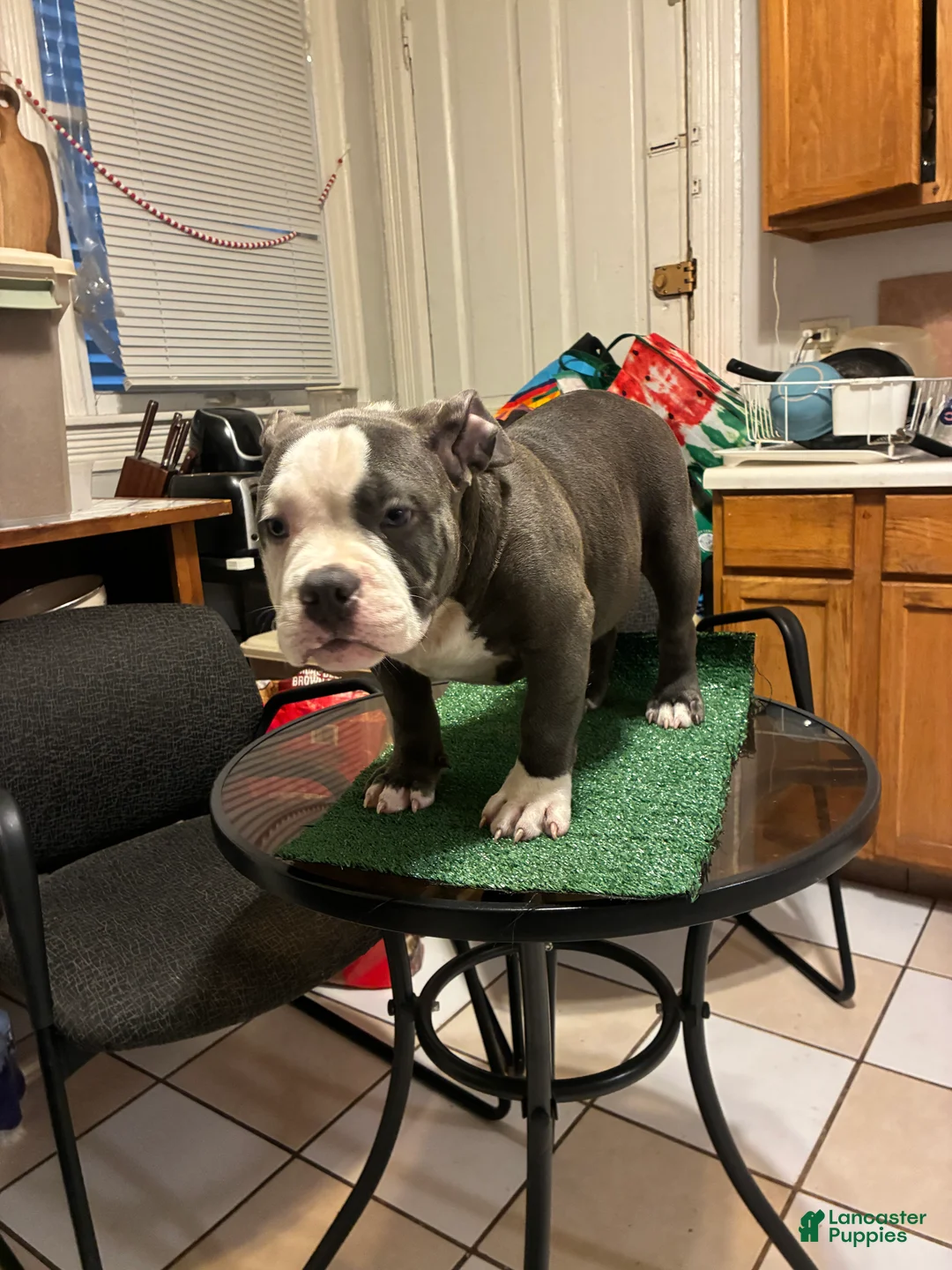 American Bully dogs for sale: American Bully 1 - Ad 1