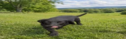Mixed Breed dogs for sale: Bosco - blue heeler and beagle mix - Ad 1