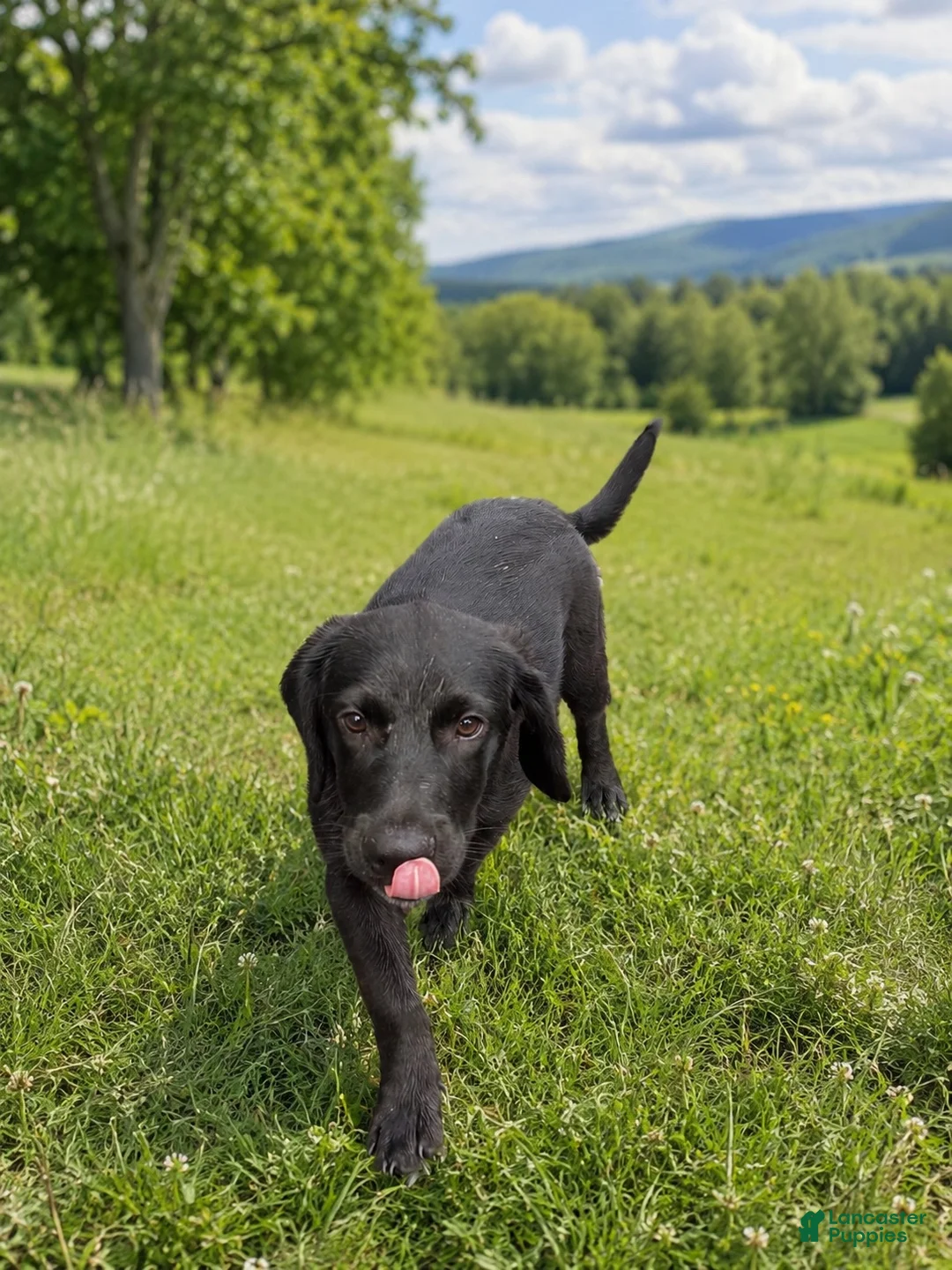 Mixed Breed dogs for sale: Bosco - blue heeler and beagle mix - Ad 1