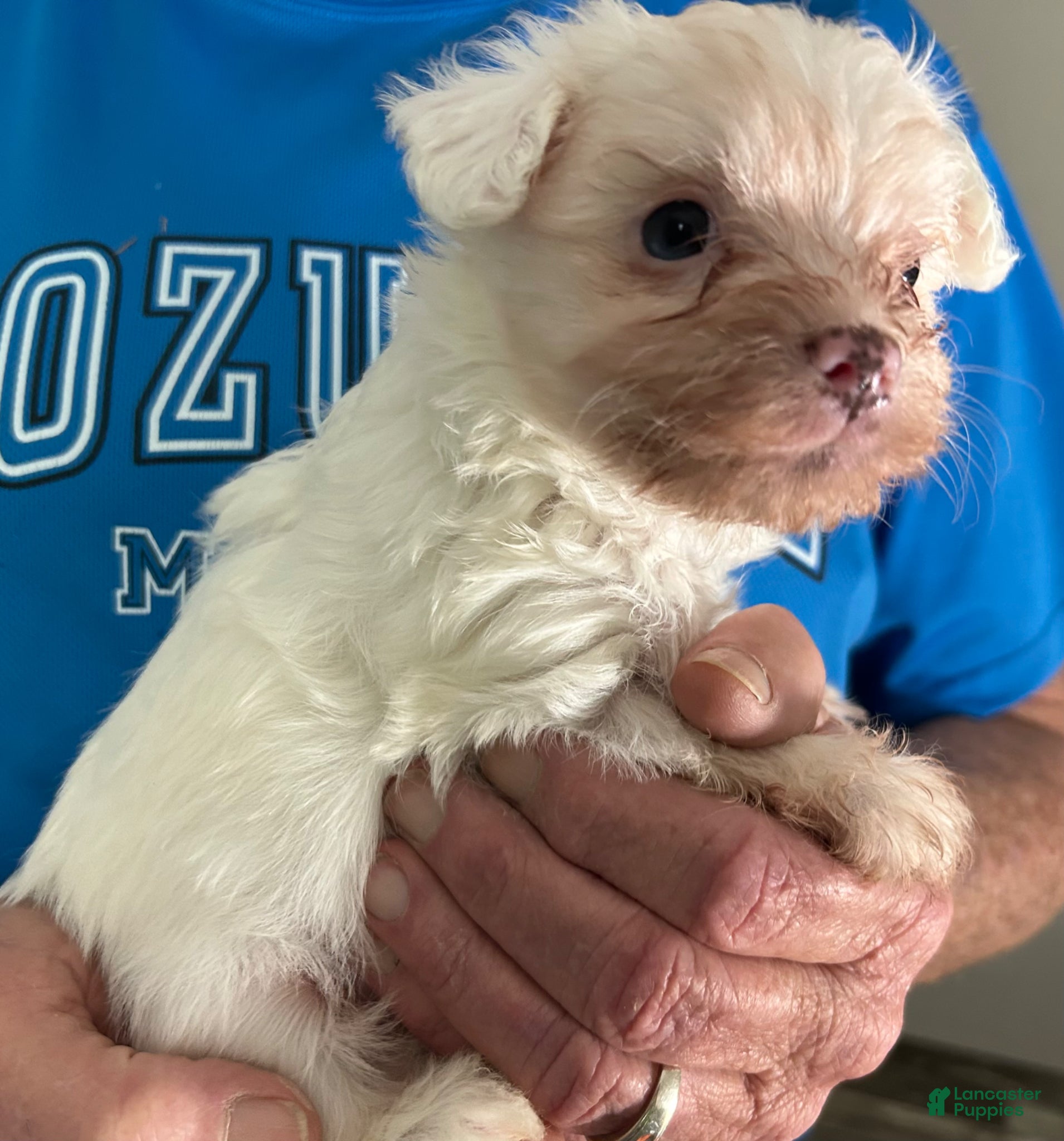 Maltipoo dogs Maltipoo Puppy 1 - Ad 9