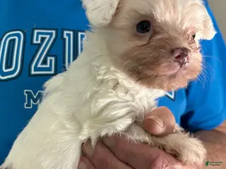 Maltipoo dogs Maltipoo Puppy 1 - Ad 9