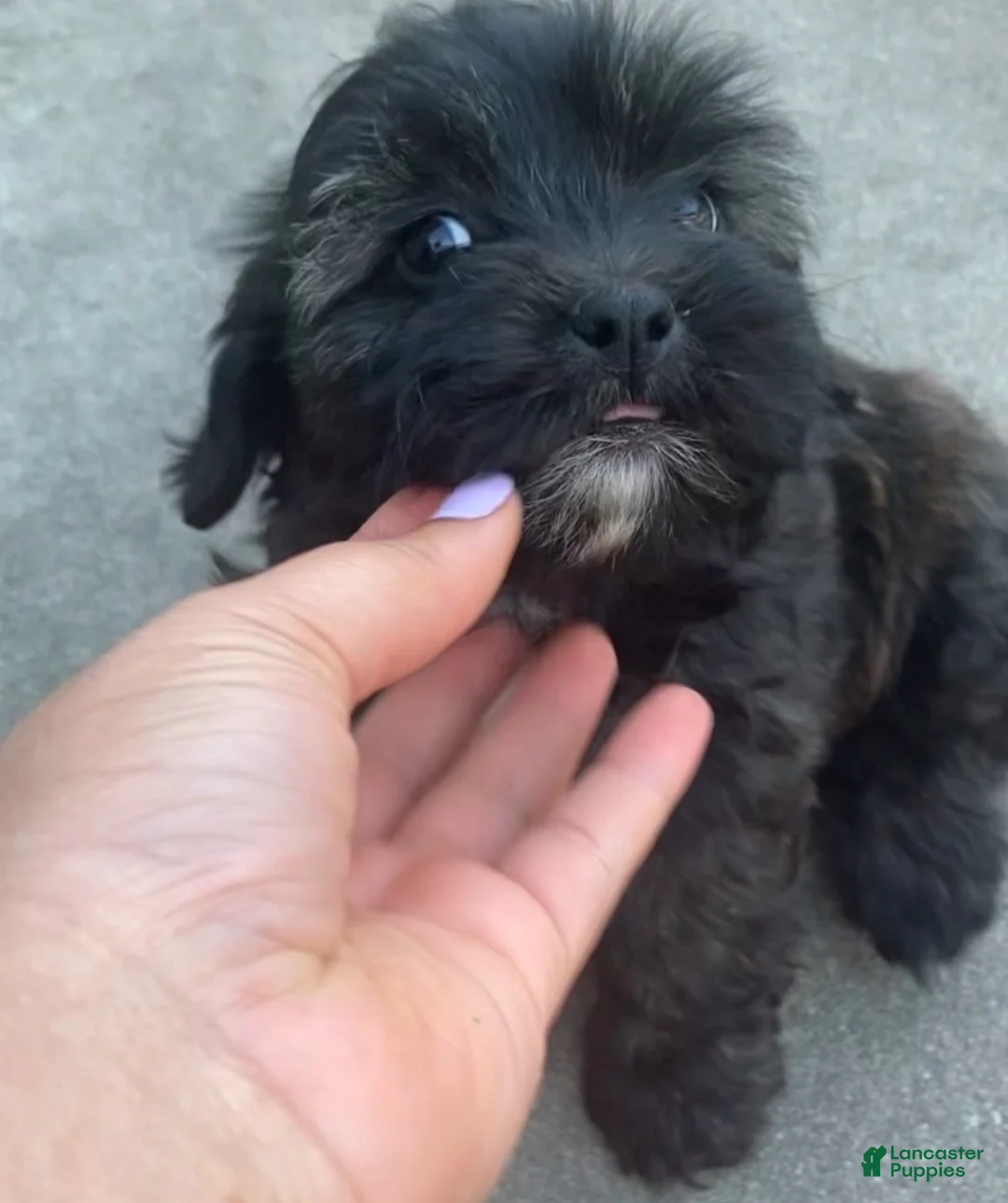 Maltipoo dogs for sale: Kona - Ad 4