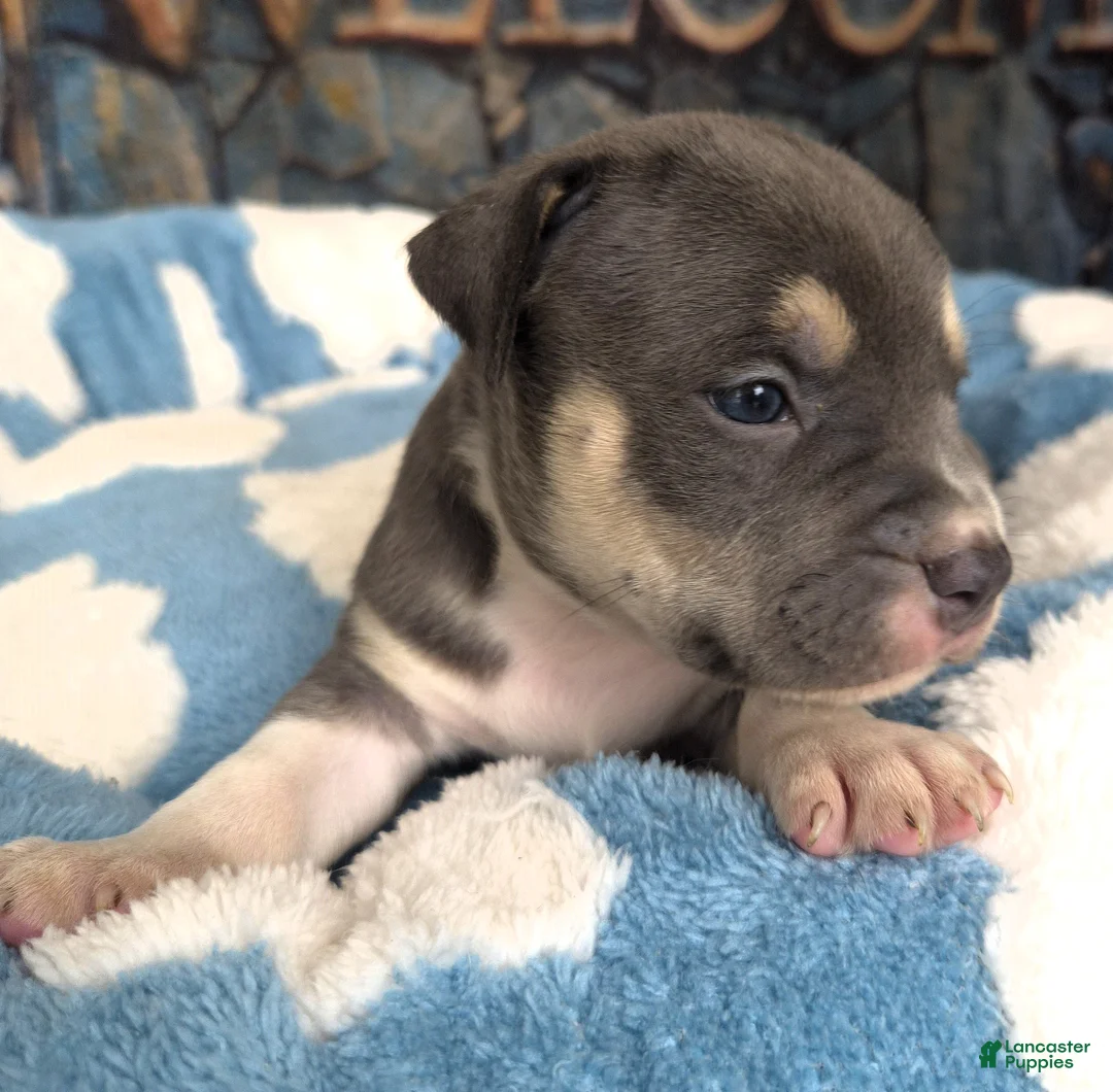 American Bully dogs for sale: "MICHAEL JACKSON" / BLUE TRI COLOR - Ad 2