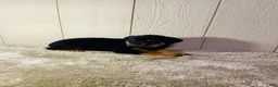 Rottweiler dogs for sale: Rottweiler 2 - Ad 1