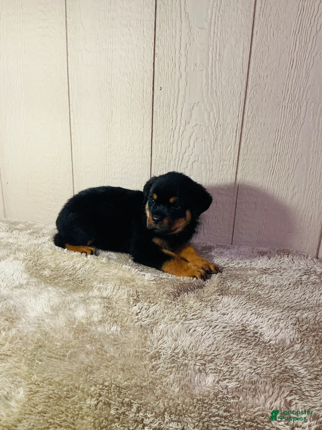 Rottweiler dogs for sale: Rottweiler 2 - Ad 1