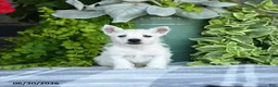 West Highland Terrier dogs for sale: Amber - Ad 1
