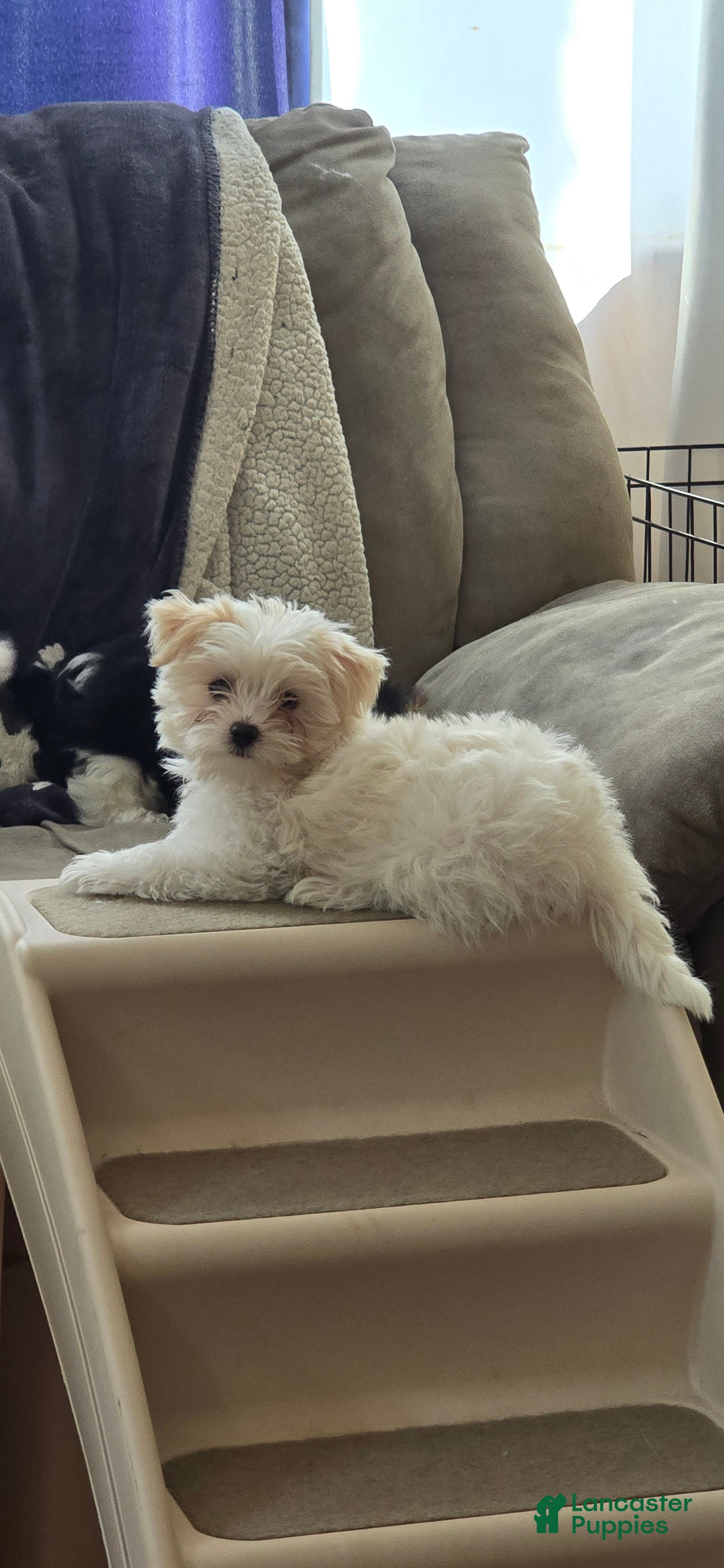 Morkie dogs Daisy - Ad 28