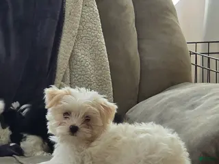 Morkie dogs Daisy - Ad 29