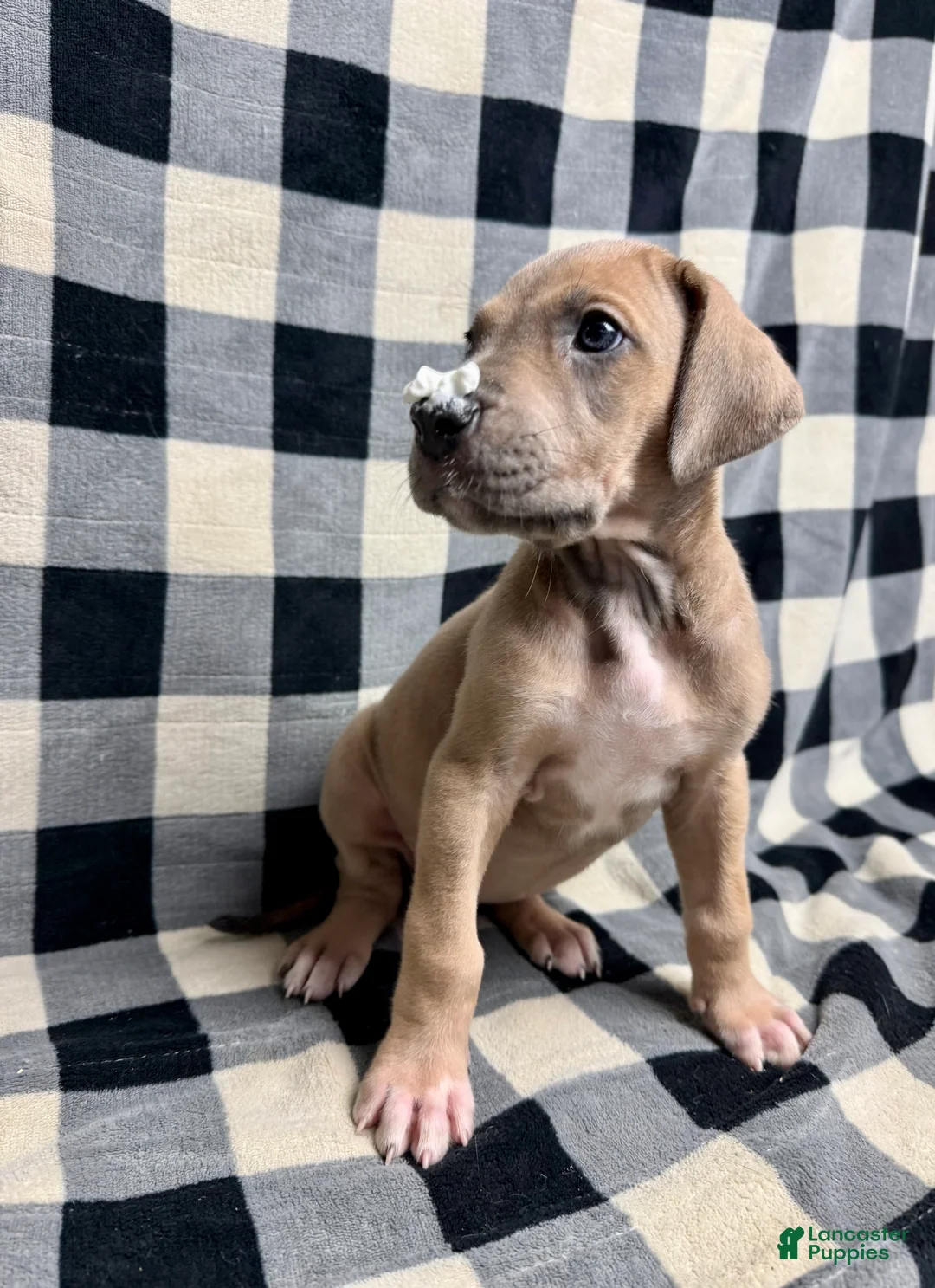 Great Dane dogs for sale: Blue Fawn (Heavy Euro) - Ad 8