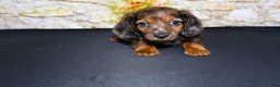 Miniature Dachshund dogs for sale: Butters - Ad 3