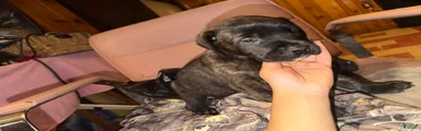 Puppy 4