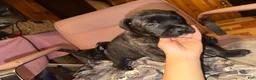 Mixed Breed dogs for sale: Puppy 4 - Ad 1