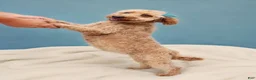 Mini Goldendoodle dogs for sale: Maggie Mae  - Ad 8