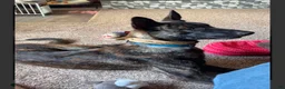 Mixed Breed dogs for sale: Mixed Breed 1 - Ad 5