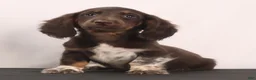 Dachshund dogs for sale: duke - Ad 7