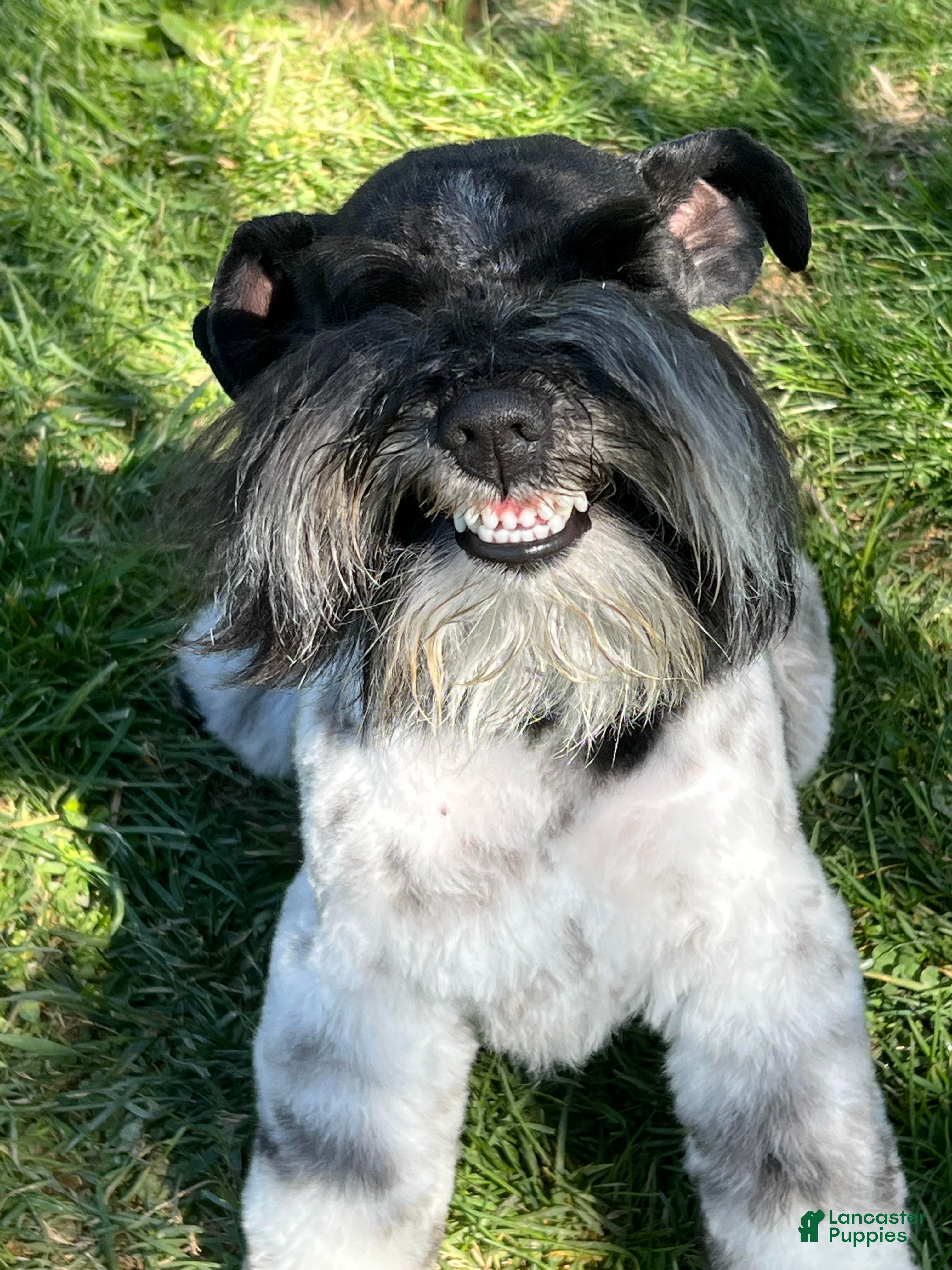 Miniature Schnauzer dogs Miniature Schnauzer 2 Blue ID Boy - Ad 2
