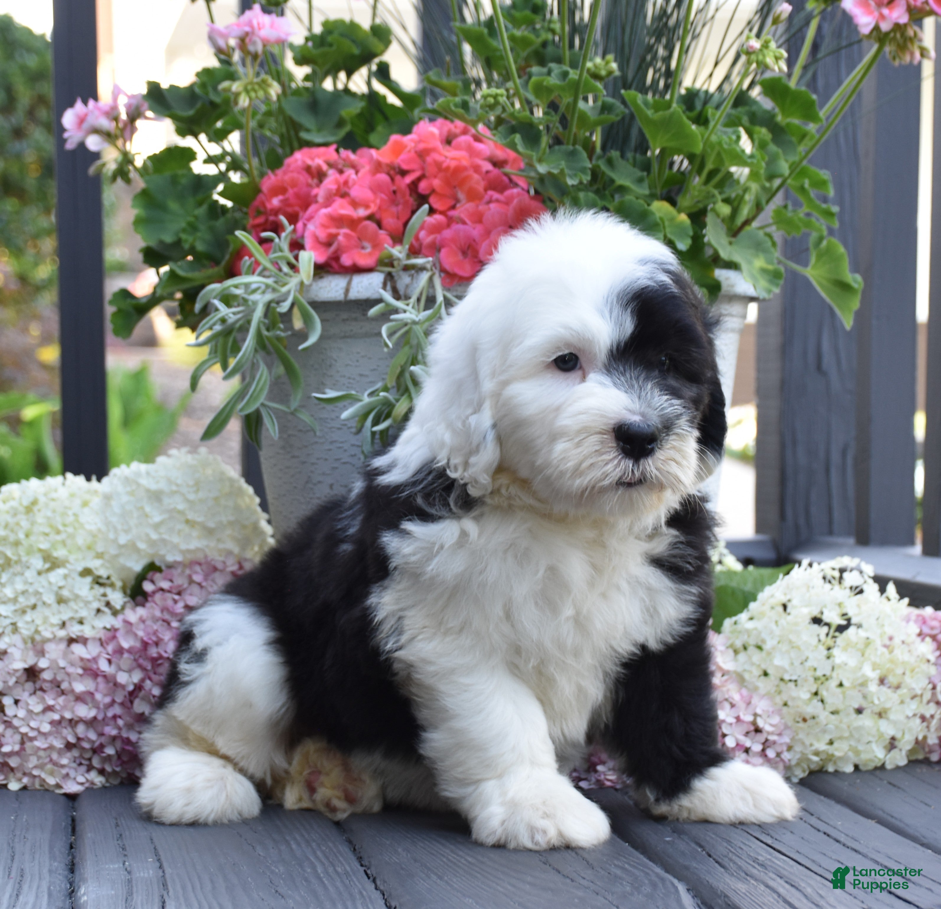 Old English Sheepdog dogs Kiki - Ad 2