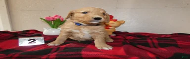 Mini Goldendoodle Puppy 2 Rover