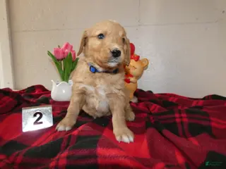 Mini Goldendoodle dogs Mini Goldendoodle Puppy 2 Rover - Ad 34