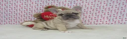 French Bulldog dogs for sale: AKC Nutmeg - Ad 1