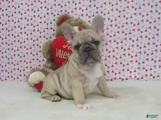 French Bulldog dogs AKC Nutmeg - Ad 1